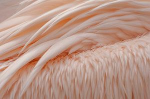 Flügel rosa Pelikan
