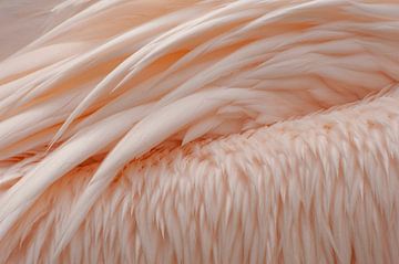 Vleugels roze pelikaan van Margreet Frowijn
