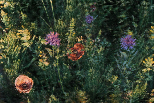 A hidden meadow is bathed in the soft light of the languid afternoon; amongst the lush, deep-green grass, wild flowers dance, whispering in the wind