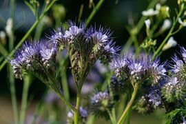 Paars blauwe bloeiende Phacelia wilde bloemen van Jolanda de Jong-Jansen