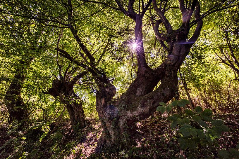 Whimsical Tree by Rob Boon