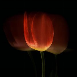 Golden Tulip by Judith van Gestel