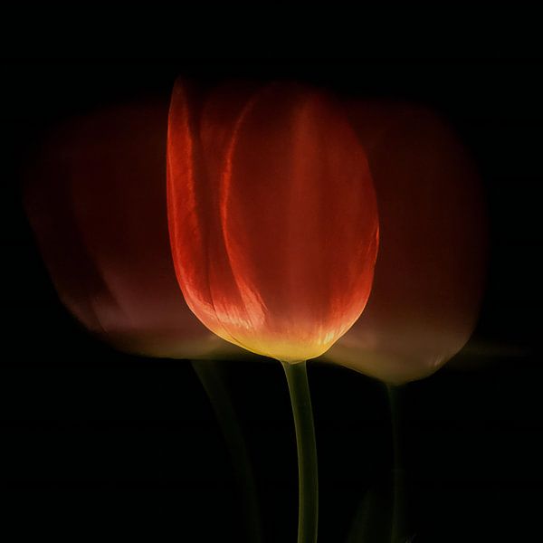 Gouden Tulp van Judith van Gestel