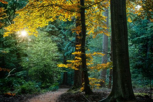 Gold Nature