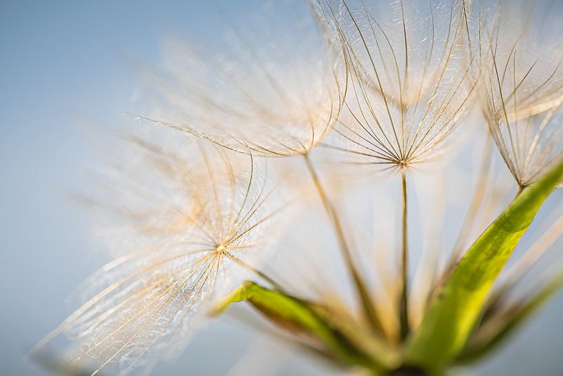 Fluff by Hennie Zeij