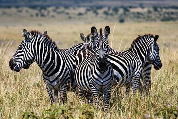 Zebragruppe in der Savanne Afrikas