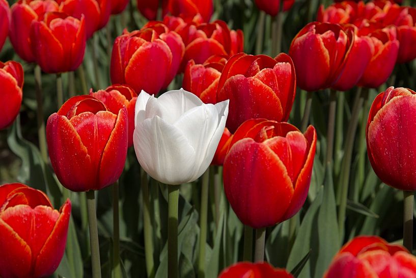 Eenzame witte tulp in een rood tulpenveld van W J Kok