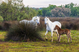 A family of horses in the Camargue by Daniela Beyer