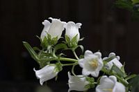 White bells against a dark background