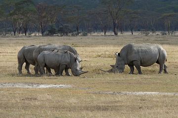 Familie neushoorns von Daisy Janssens