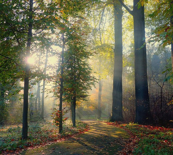 Magisch licht in Amelisweerd van Pieter Heymeijer