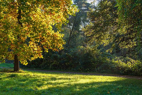 Bomen in het Kringelgrabenpark in de Hanzestad Rostock in de herfst