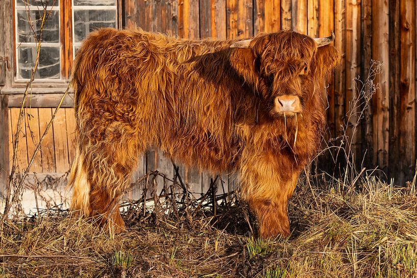 Scottish Highland Cattle (calf) by Andreas Müller