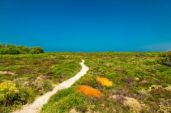 Onderweg naar het schilderachtige hoogtepunt Cap Fréhel in Bretagne - Plévenon - Frankrijk
