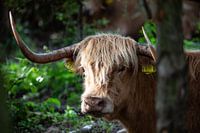 Schote Hooglander in the lowlands 2