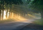 Sun harps illuminate the road by Michel Knikker thumbnail