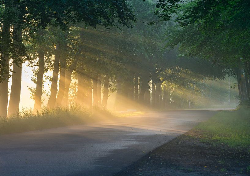 Sun harps illuminate the road by Michel Knikker