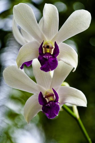 Een sierlijk orchideeënduo met smetteloze bloemblaadjes en paarse hartjes