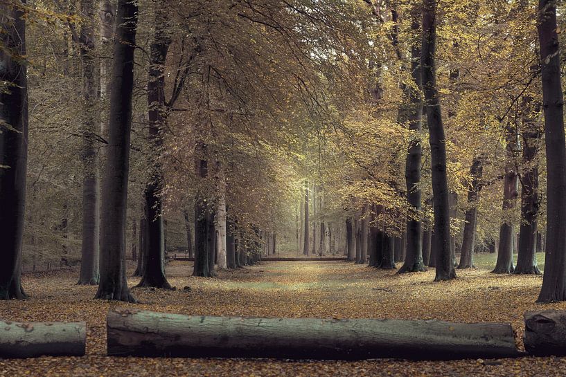 Herbst im Garten von Schloss Soestdijk von ingrid schot