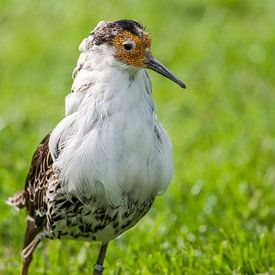Kemphaan : Diergaarde Blijdorp van Loek Lobel