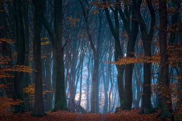 Goedemorgen Bos van Jeroen Lagerwerf