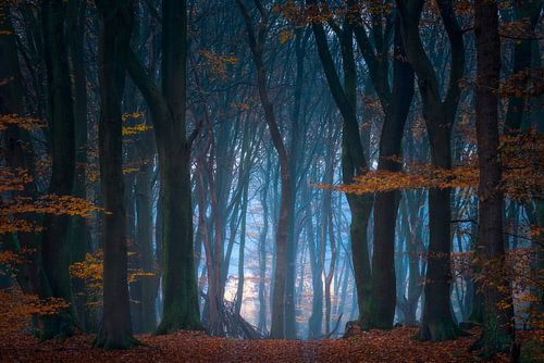 Goedemorgen Bos