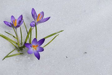 The first crocuses in spring by Claude Laprise