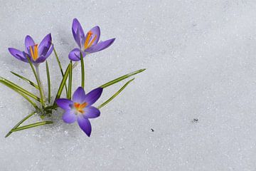 De eerste krokussen in het voorjaar van Claude Laprise