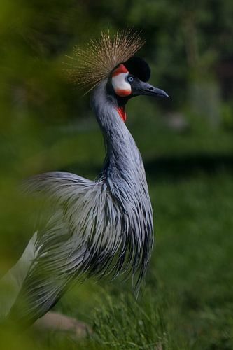 An important crowned crane is standing large against a background of greenery, an elegant African bi