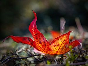 Herbstblatt