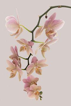 Orchidée rose ancienne