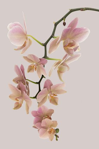 Orchidee  (sweet embrace)