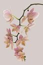 Orchid old rose by Klaartje Majoor thumbnail