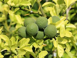 Trifoliate bittere sinaasappel