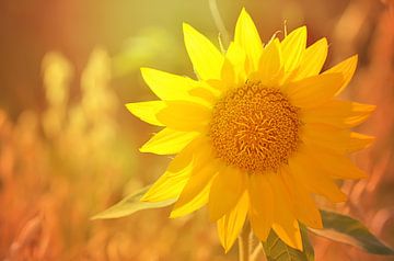 Sonnenblume im Sonnenlicht van Zwergls Lichtermeer