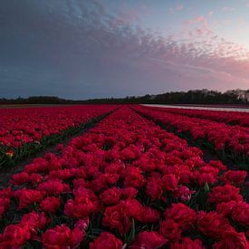 bloeiende rode tulpen van Marcel Hof