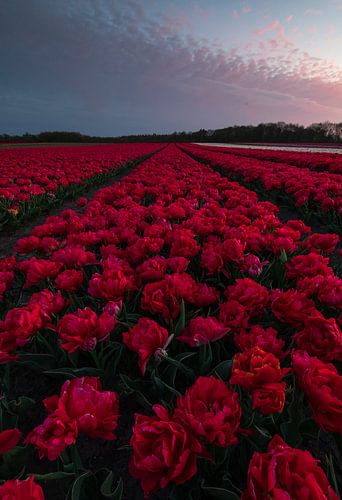 rote Tulpen in Blüte