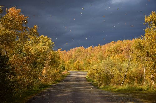 L'automne dans une forêt islandaise