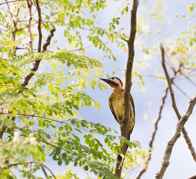 Un pic épeiche photographié au Suriname par Natuurpracht   Kees Doornenbal