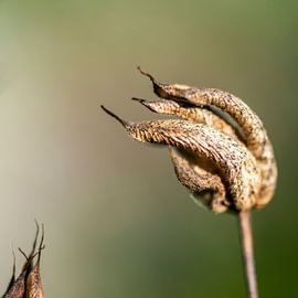 Withered columbine by Andreas Paul