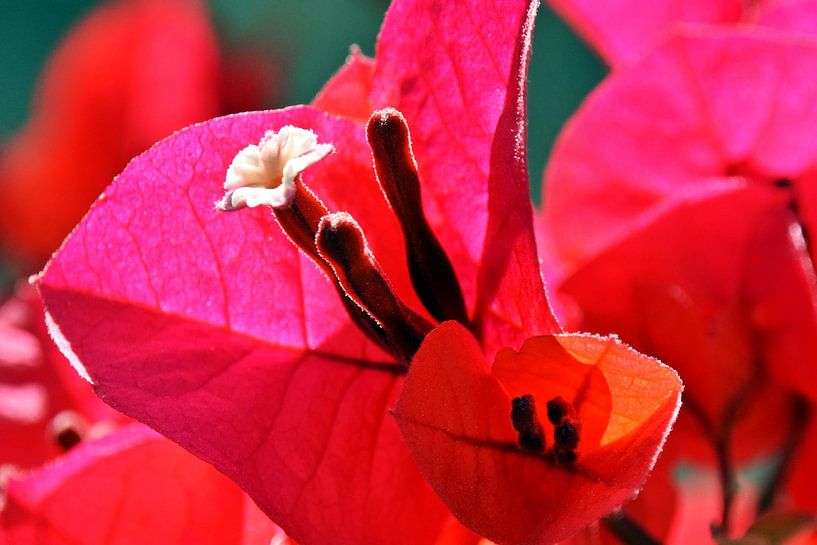 pink Bougainvillea Bluete by Werner Lehmann