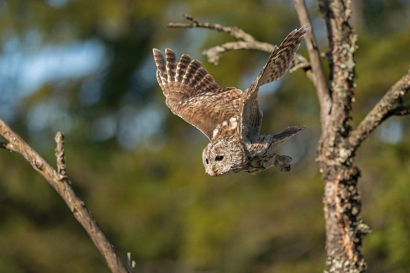 Tawny Owl / Waldkauz ( Strix aluco ) in flight, take off from a dead tree, green trees behind, front von wunderbare Erde