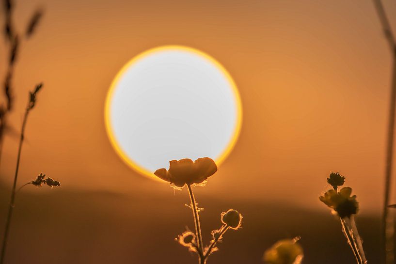 sunny buttercup by Tania Perneel