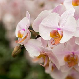 Roze orchideeën  van Frank Hoekzema