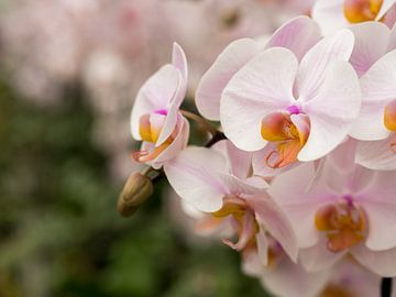Pink Orchids by Frank Hoekzema