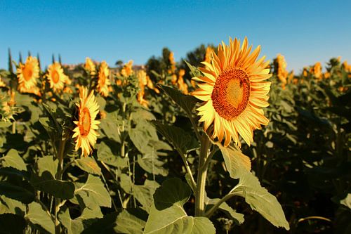 Field of sunflowers