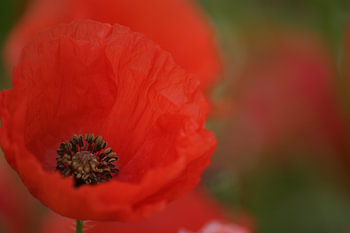 Macro van een klaproos in een veld