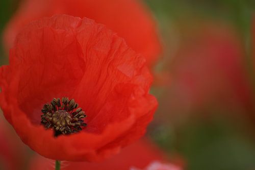 Macro van een klaproos in een veld