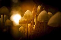Paddenstoelen