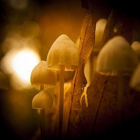 Paddenstoelen sur Harmen van Twillert